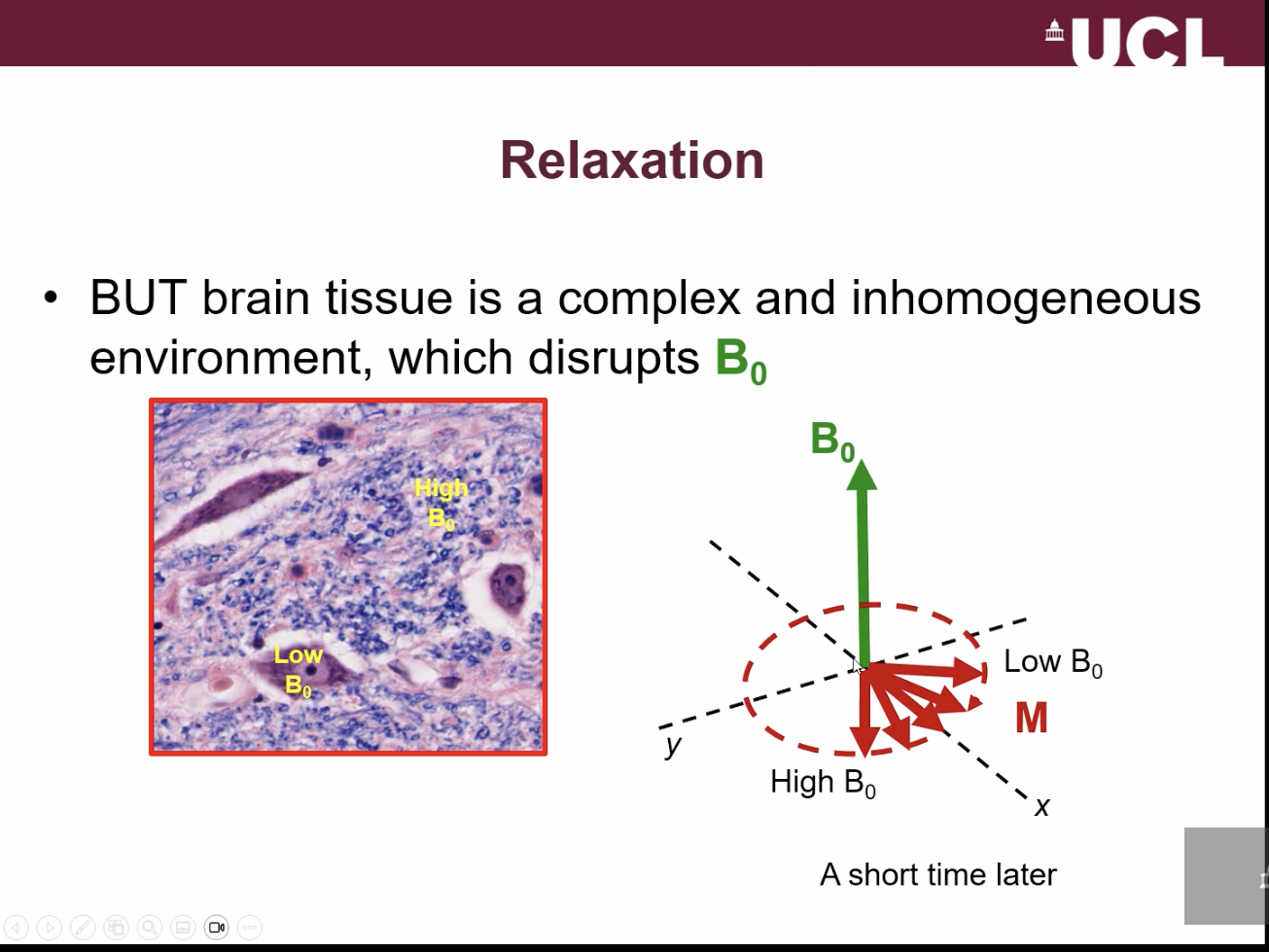 <p>after M is tipped into XY plane, water which is closer to the region where there is a higher B1 will precess faster (because precession frequency is related to the B0 field).</p><p>water in the region where there is a lower B0 will precess slower.</p><p>so we now have spreading of the magnetisation.</p><p>difference in frequencies cause further spreading out of the magnetisation over time.</p>