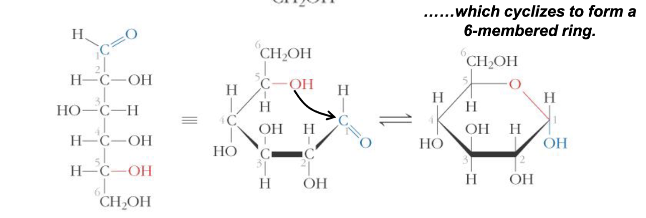 <p>6 carbon compound with 1 aldehyde group and 5 hydroxyl groups. Cyclizes to form a 6 membered ring (loses 1 hydroxyl group) with C6 out of the ring to be able to interact with other groups (ex. phosphorylate)</p>