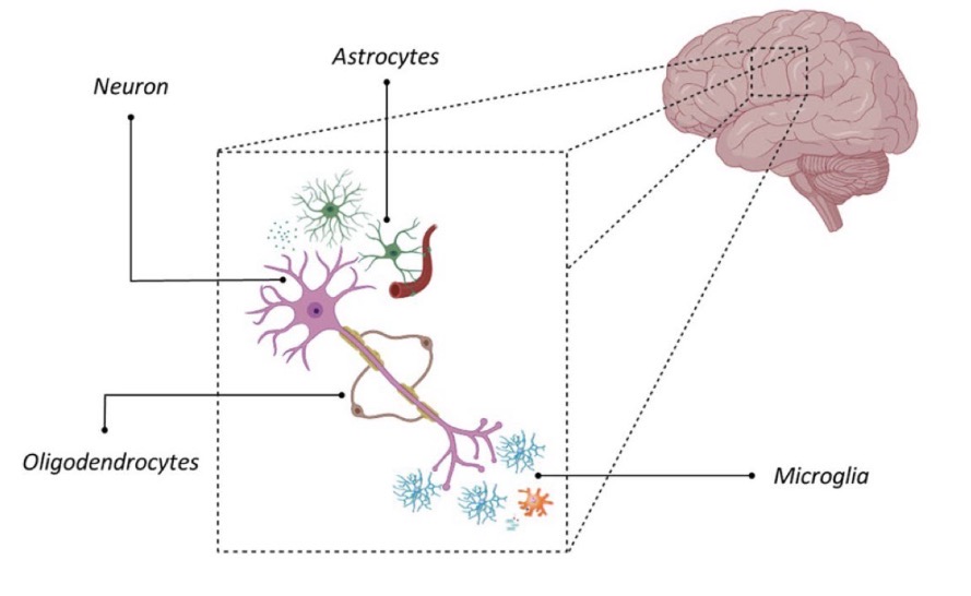 <p>Die meisten Zellen im Nervensystem gehören zu einer von zwei verschiedenen Gruppen Neuronen oder Gliazellen</p><p>Es gibt von beiden ca. gleich viele (ca. 100 Milliarden - 1 Billionen)</p><p>Gliazellen stellen eine Heterogene Gruppe von Zellen dar:</p><ul><li><p>Astrozyten</p></li><li><p>Mikroglia</p></li><li><p>Oligodendrocyten und Schwann-Zellen</p></li></ul><p></p>