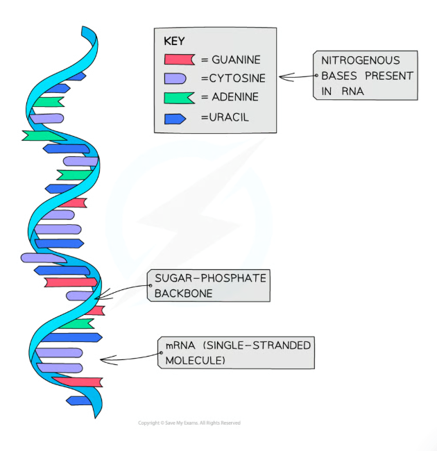 <p>RNA molecules are <u>only</u> made up of <u>one</u> <u>polynucleotide</u></p>