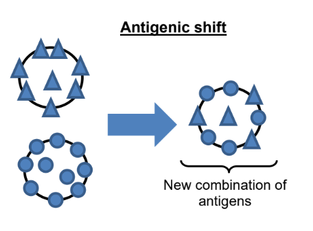 <p>Antigenic shift (definition):</p><ul><li><p>It is a <strong><u>sudden </u></strong><u>change</u> in the <u>antigenicity of a virus</u> owing to <u>reassortment</u> of the segmented virus genome with another genome of a <u>different antigenic type</u> </p></li><li><p>In the <u>influenza virus</u>, antigenic shift results in <u>new hemagglutinin</u> and/or <u>new hemagglutinin and neuraminidase proteins</u> in the viruses that infect humans</p></li><li><p>Antigenic shift results in a <u>new influenza A subtype</u> or a virus that has emerged from an animal population that is so different from the same subtype in humans that most people do not have immunity to the new virus</p></li></ul><p></p><p>Influenza Virus:</p><ul><li><p>An antigenic shift arises when <u>different influenza A strains</u> infect one host and subsequently form progeny viruses whose genome is a <u>new combination of RNA</u> from the different strains</p></li><li><p>The influenza virus, which contains 8 single- stranded RNA, is susceptible to such reassortment since it can easily <u>reshuffle it’s genome during packaging</u> of the new virion </p></li><li><p>Different viruses of different origins may infect a pig, which provides the opportunity for the viruses to reassort, resulting in formation of a <u>new virus</u> which contains <u>different surfaces antigens</u> from both the avian and human influenza strains</p></li><li><p>This would result in the formation of viruses with new combinations of hemagglutinin and neuraminidase</p></li></ul><p></p><ul><li><p>As the new strain would not have been circulating in the population, there would not likely be any immunity against this novel strain and resulting in the virus being easily</p></li></ul><p></p>