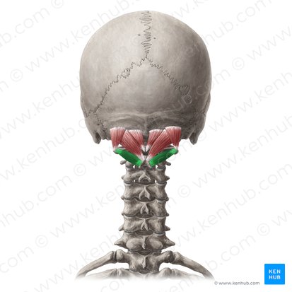 <p>Obliquus Capitis Inferior <strong>innervation</strong></p>