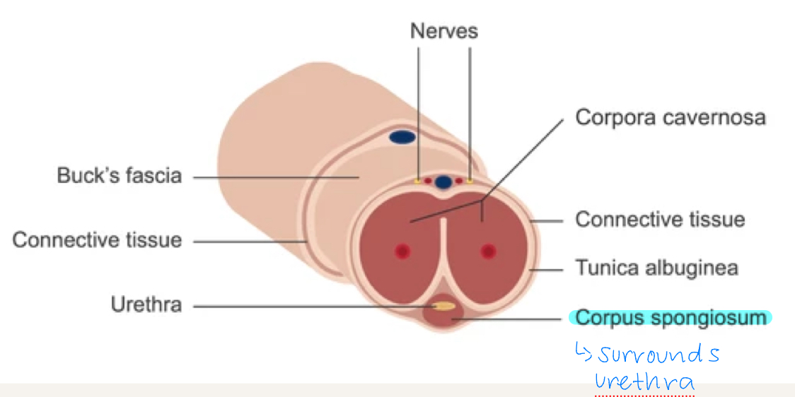 <p>anterior tube that surrounds the urethra and expands to form the glans</p><ul><li><p>outer layer is thin and elastic which prevents urethra from being compressed and allows for passage of ejaculate</p></li></ul><p></p>