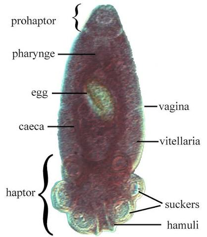 <p>fish flukes</p>
