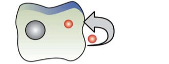 <p>Autocrine (EXAM)</p>
