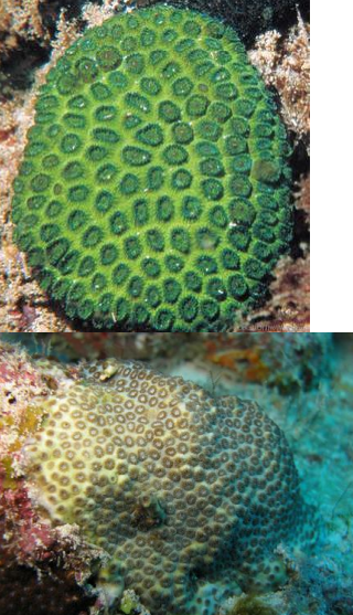 <p>CNIDARIA Green coral </p>