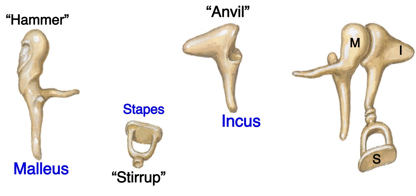 <ul><li><p>Malleus - “hammer”</p></li><li><p>Incus - “anvil”</p></li><li><p>Stapes - “stirrup” </p></li></ul><p></p>
