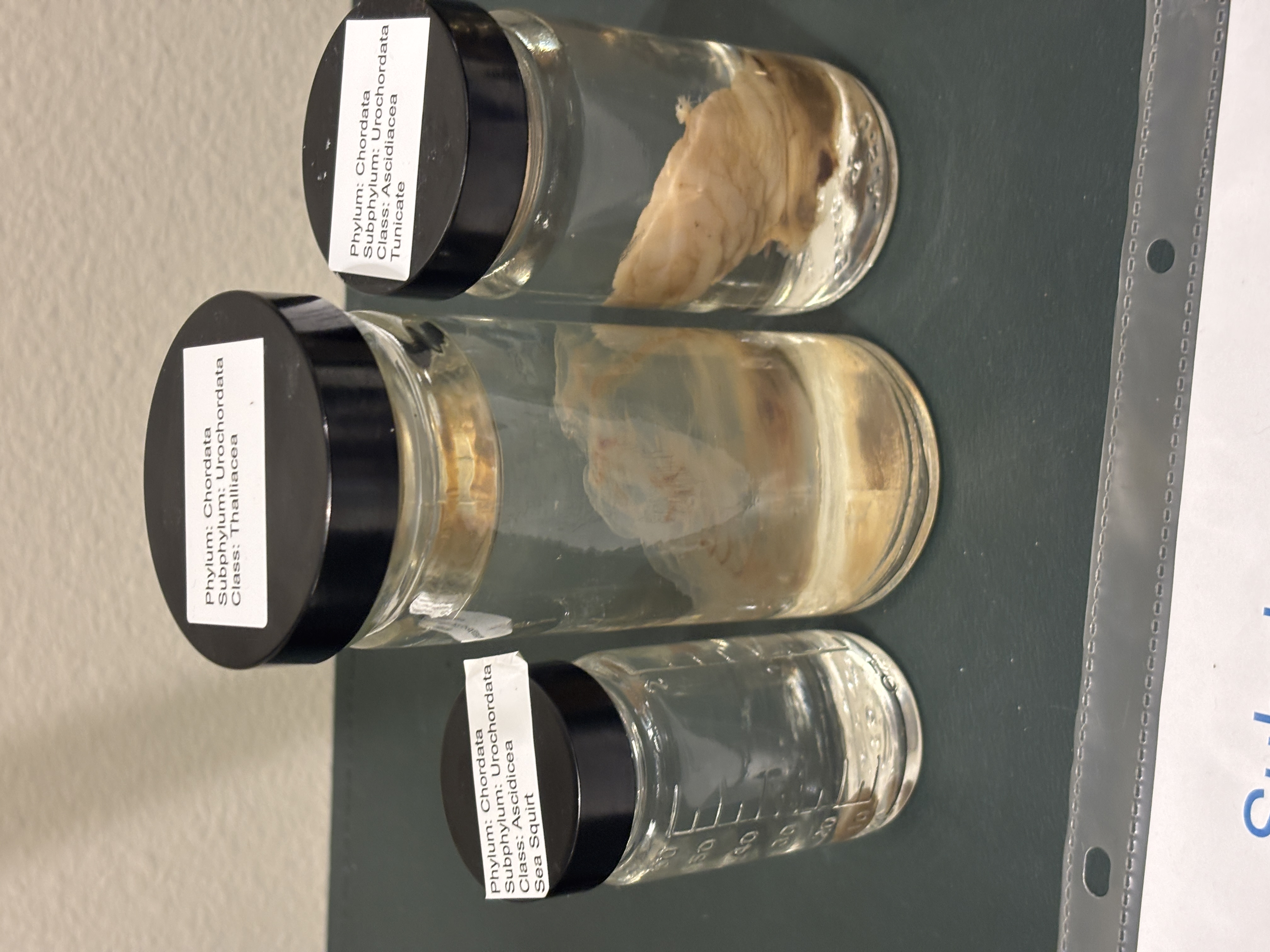 <p>Subphylum urochordata</p><p>What are they considered the closest relative to</p>