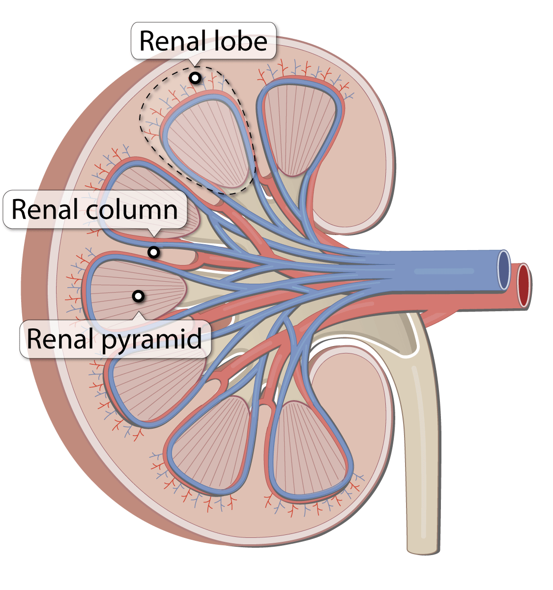 <p>diagram of renal column</p>