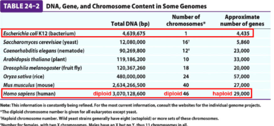 <p>between a prokaryote and eukaryotes which has the lowest amount of DNA, number of chromosomes, and approximate number of genes </p>