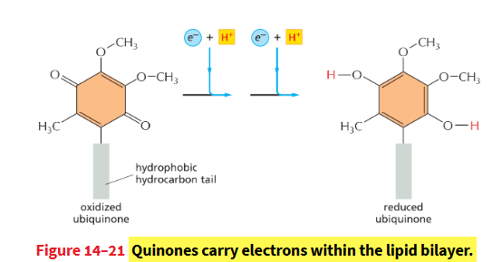 <p>Small, lipid-soluble, mobile electron carrier molecule that functions in the respiratory and photosynthetic electron-transport chains.</p><ul><li><p>in photosynthesis plastoquinone is present</p></li></ul><p></p>