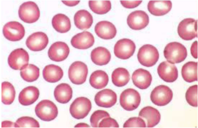 <p>What cell is this?</p>