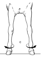 <p>What is this conformational fault and what can it lead to?</p>