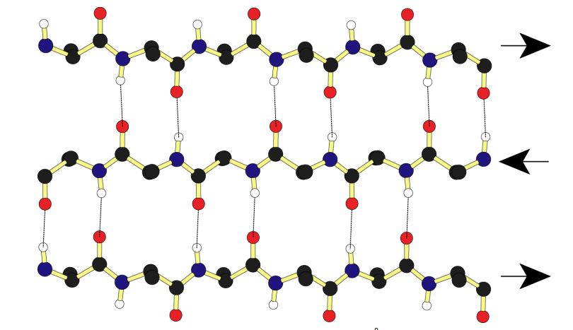 <p>the antiparallel b sheet is the</p>