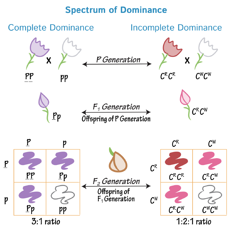 <p><span style="background-color: rgb(229, 224, 236);"><mark data-color="#ffffff" style="background-color: rgb(255, 255, 255); color: inherit;">Complete dominance: A pattern of dominance in which the recessive trait is completely masked by the dominant trait in heterozygotes</mark></span></p><p><mark data-color="#ffffff" style="background-color: rgb(255, 255, 255); color: inherit;"> </mark></p><ul><li><p><span><mark data-color="#ffffff" style="background-color: rgb(255, 255, 255); color: inherit;">Describes the phenotype that always appears when there is at least one allele for the trait</mark></span></p></li><li><p><span style="background-color: rgb(229, 224, 236);"><mark data-color="#ffffff" style="background-color: rgb(255, 255, 255); color: inherit;">Dominant phenotypes: phenotype seem in homozygous dominant and heterozygous individuals</mark></span></p></li></ul><p></p><p></p>