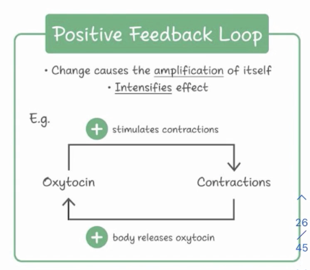 <p>Causes uterine contraction during child labor and the release of milk during breastfeeding, targeting the uterus and mammary glands</p><p>In positive feedback loop</p><p>Plays a role in facilitating “maternal behavior” </p>