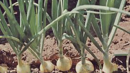 <p>The subfamily Alloidae from the amaryllidiaceae family is known as the ______ family</p>