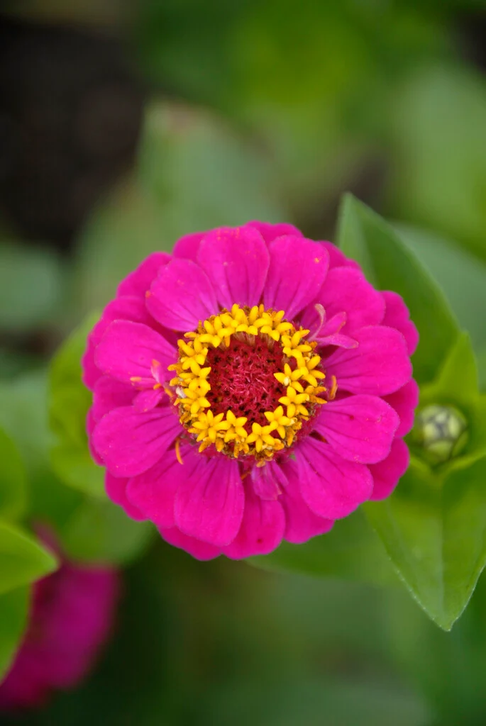 <p>Zinnia elegans</p>