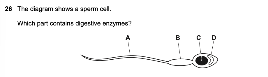<p>The diagram shows a sperm cell.</p><p class="p1">Which part contains digestive enzymes?</p>