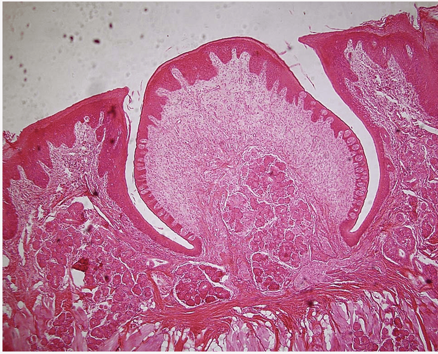 <p>Identify the structure</p>