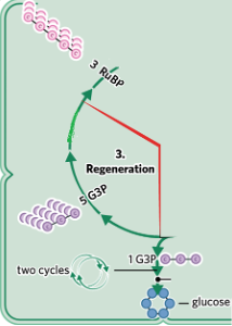 <p><span style="font-family: "Times New Roman", serif;">Starting molecule (RuBP) is remade so the cycle can continue.</span></p><p><span style="font-family: "Times New Roman"; line-height: normal; font-size: 7pt;">&nbsp;1. </span>The remaining five G3P molecules are recycled into RuBP, the molecule at the start of the cycle.</p><p class="MsoListParagraphCxSpLast">2.<span style="font-family: "Times New Roman"; line-height: normal; font-size: 7pt;">&nbsp;&nbsp;&nbsp;&nbsp;&nbsp;&nbsp;&nbsp; </span>The cycle must turn twice to create enough G3P to form one glucose molecule.</p><p class="MsoNormal">Two cycles will use 6 carbon dioxide molecules and create enough G3P to form a glucose molecule.</p>