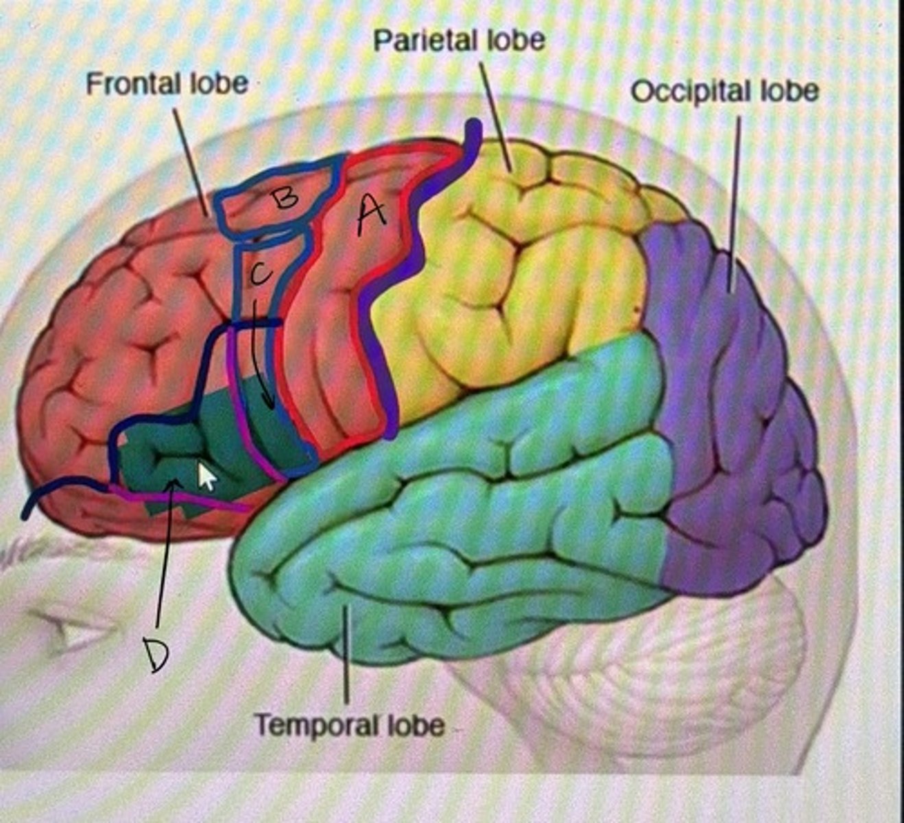 <p>What functional area is marked C?</p>