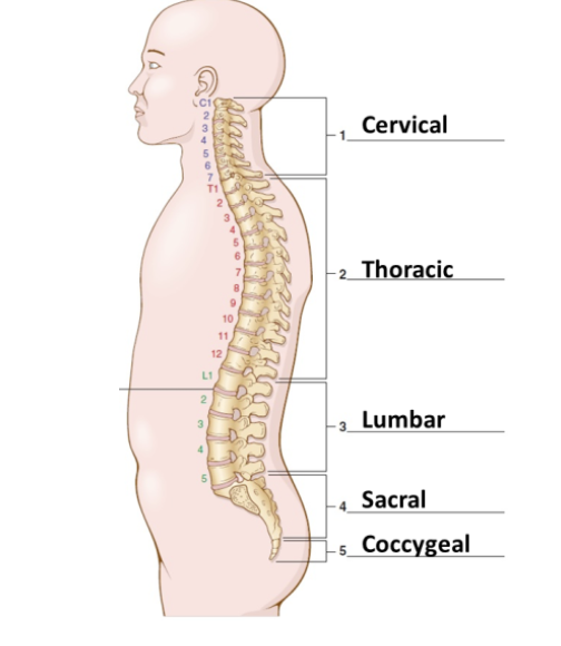 <p>anatomical divisions of the back</p>