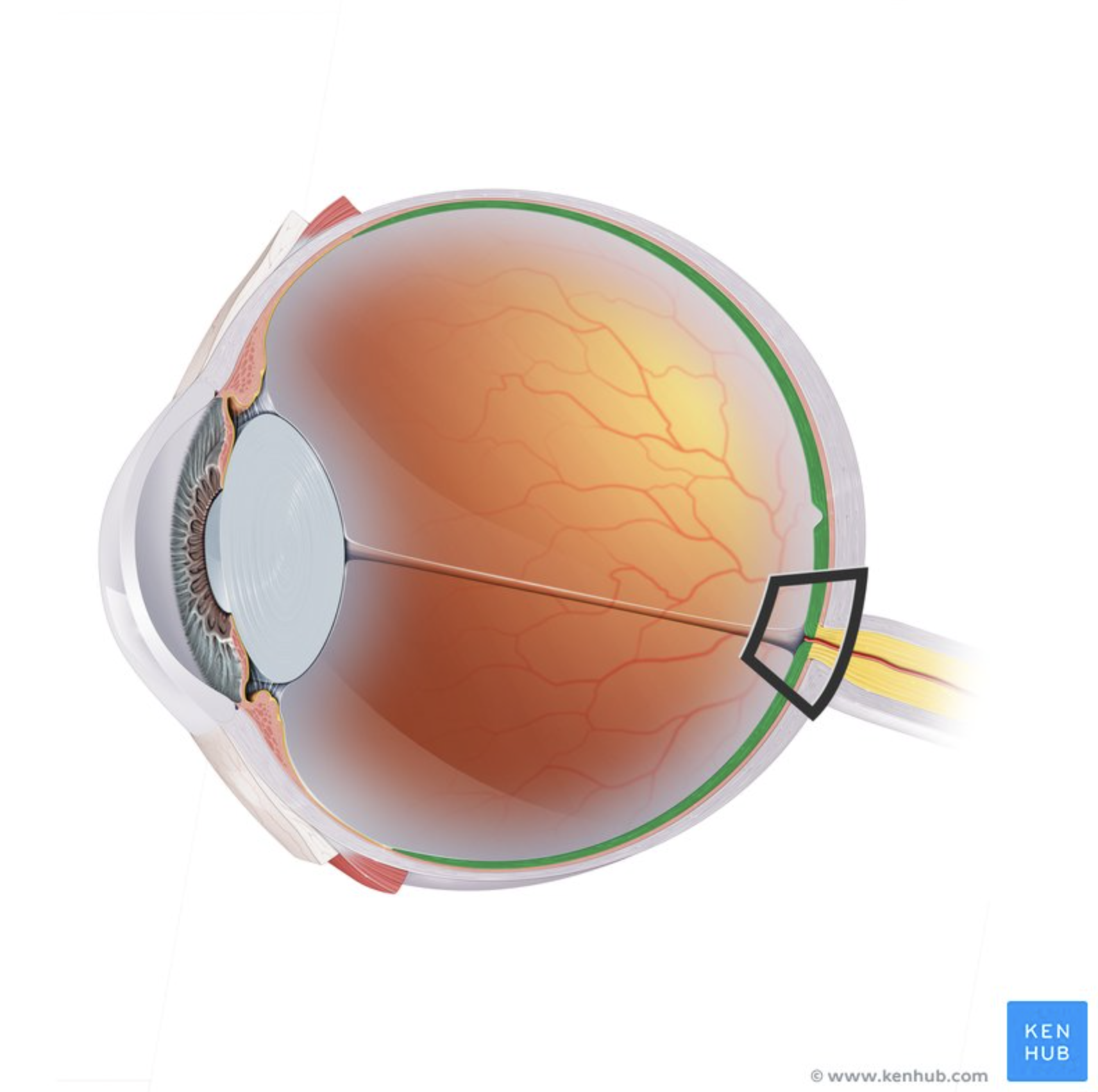 <p>Contains photoreceptors.</p><p>Converts light into nerve signals</p><p>(NEURAL TUNIC)</p>