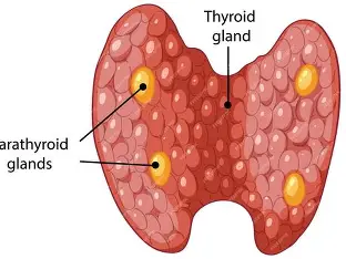 <p>Parathyroid gland</p>