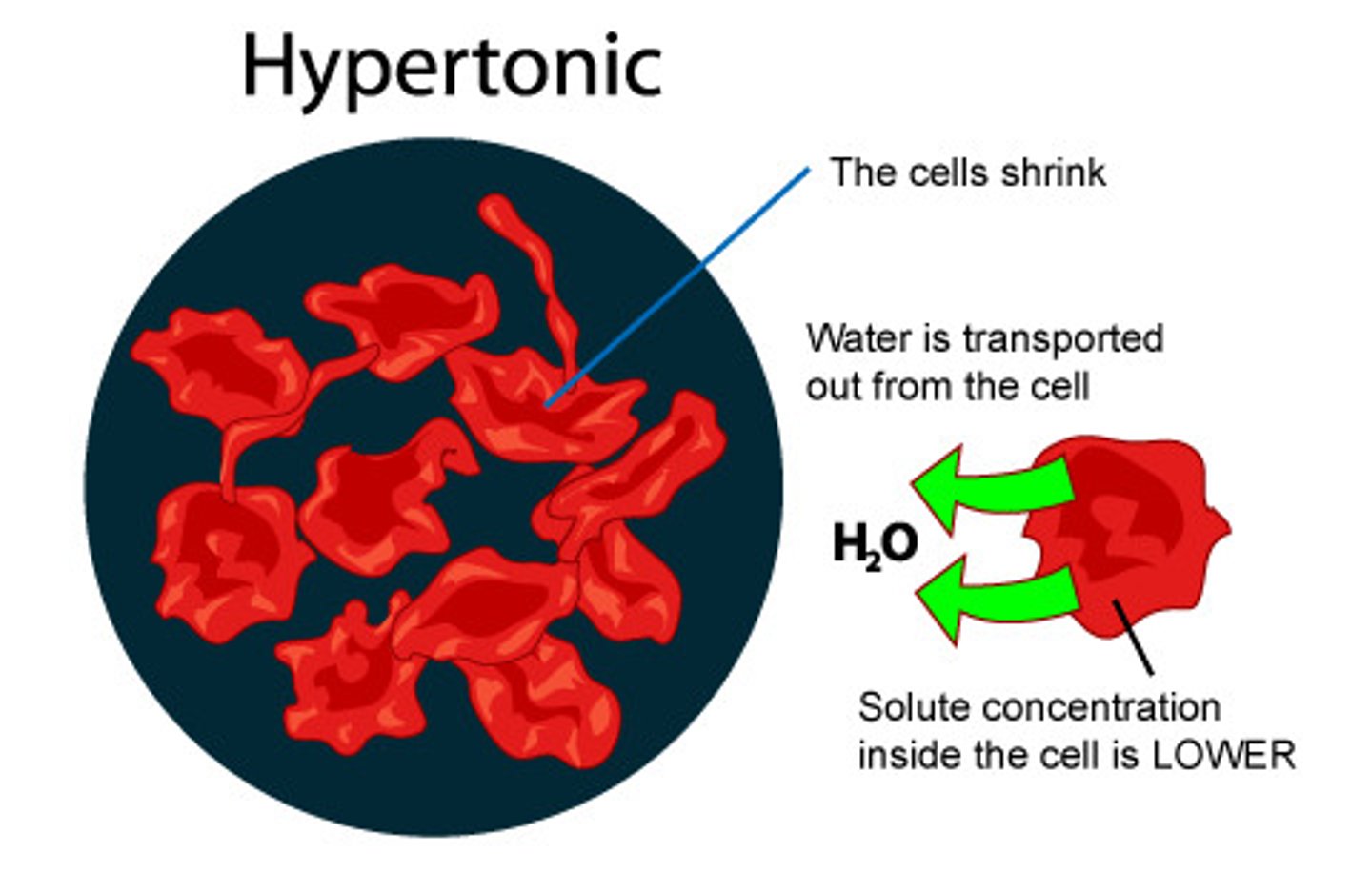 <p>Solute concentration is greater than that inside the cell; cell loses water/shrinks</p>