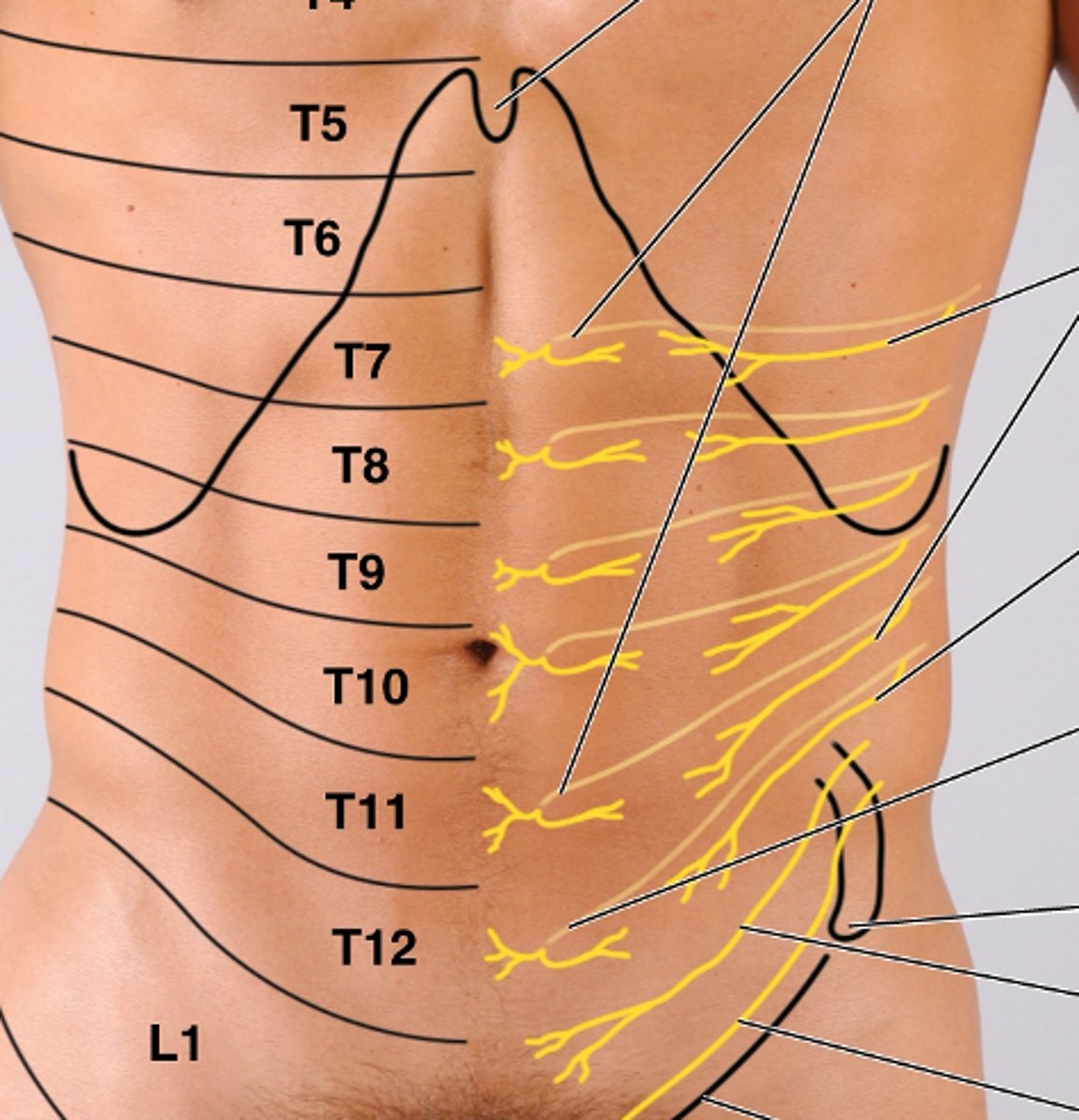 <p>nerve root levels: T7-T11</p><p>made up of intercostal n. 7-11</p><p>function: muscular to anterior abdominal wall</p>