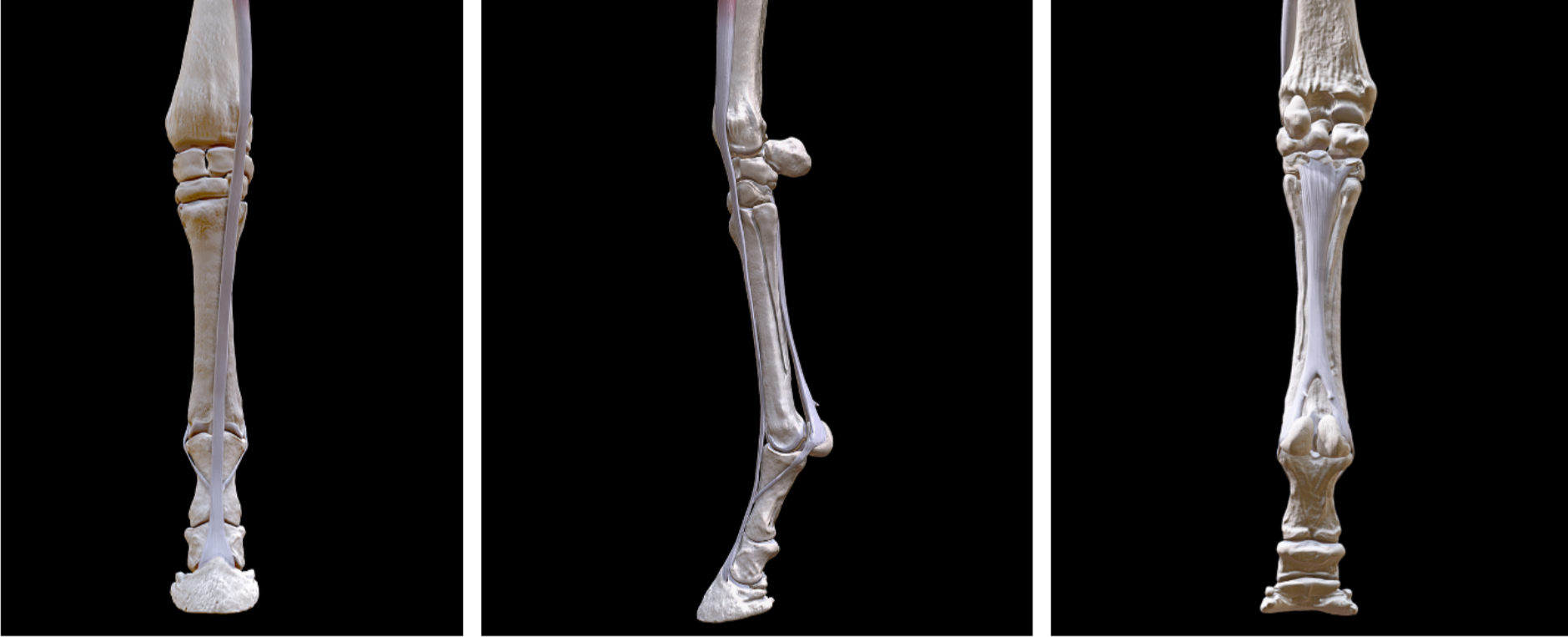 <p>Name of ligament from a horse</p>
