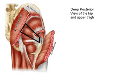 <p>Origin: Anterior sacral surface</p><p>Insertion: greater trochanter</p><p>Action: Abducts, extends and rotates hip</p>