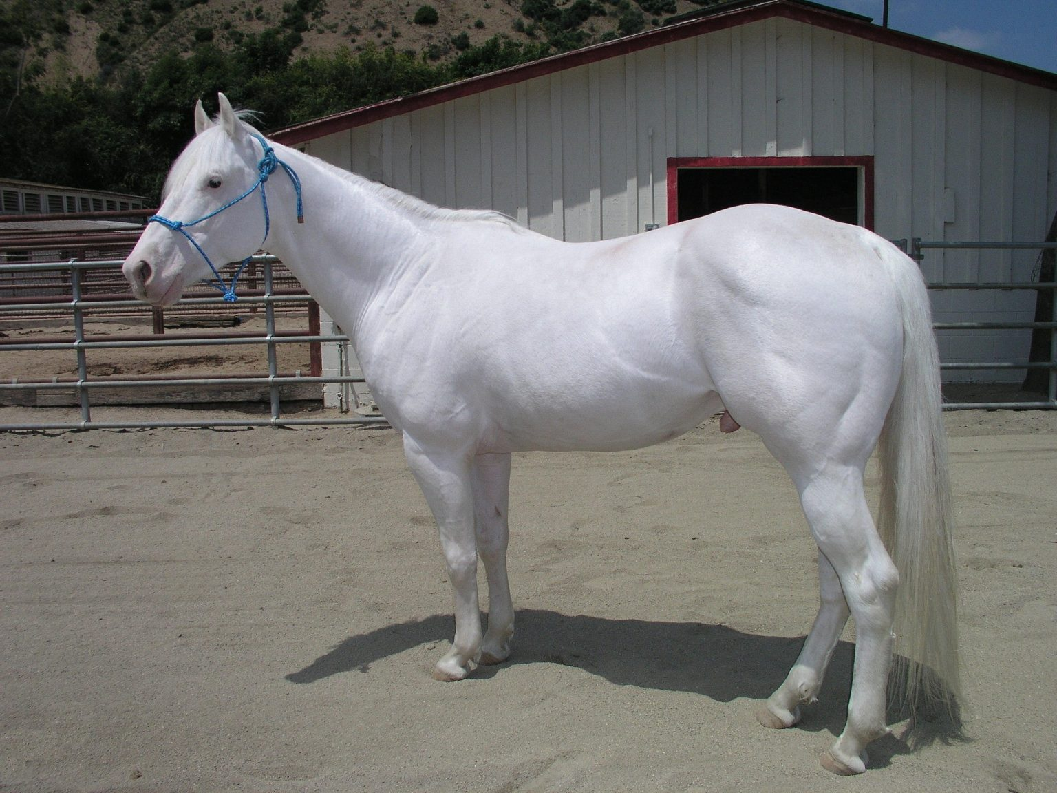 <p>they have pink skin but are not true albinos, only have pigment loss in hair and skin</p><p>produced by dominant white genetics rather than albinism</p>