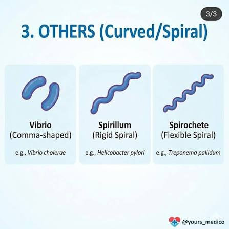 <p>Vibrio </p>