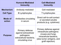 <p>type of receptor mediated endocytosis and degradation within phagolysosomes</p>