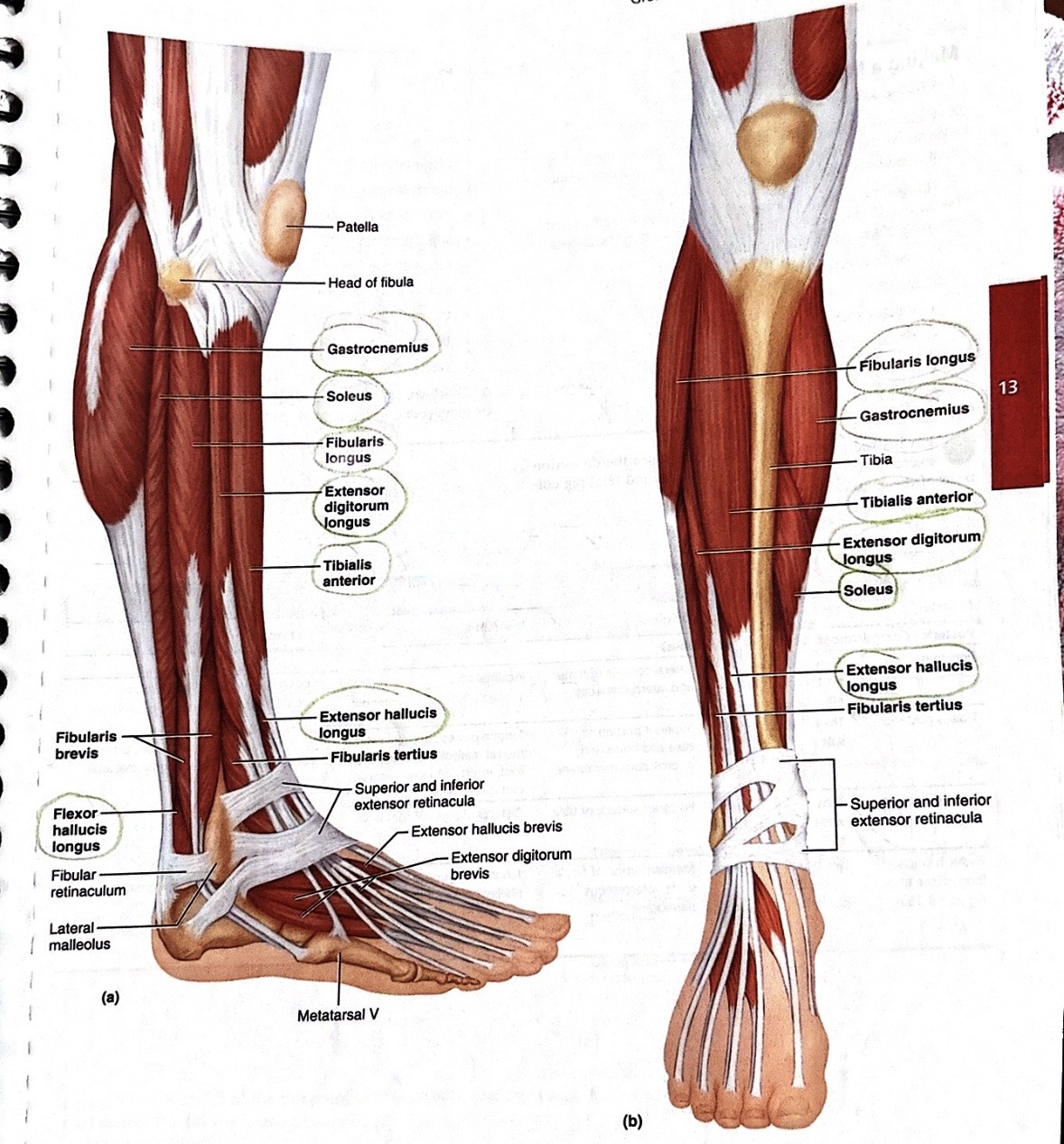 <p><span><span>Gastrocnemius</span></span></p>