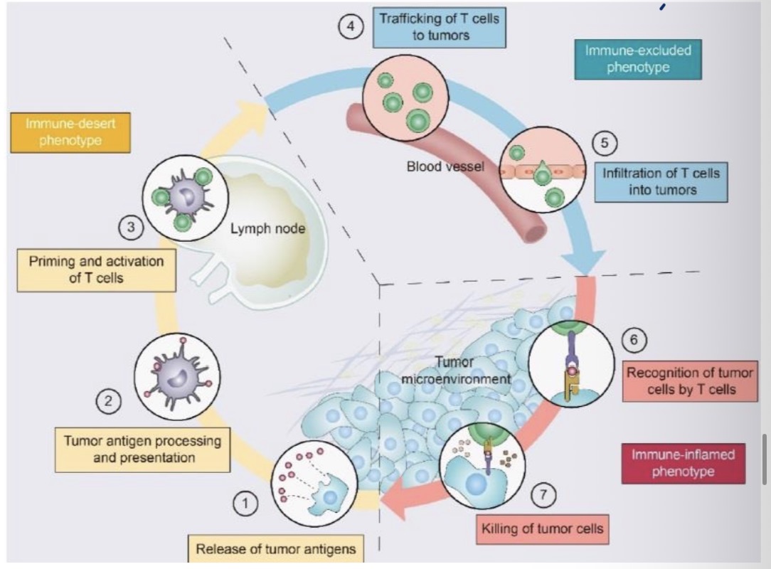 <p><span><span>• Imuninės dykumos fenotipo (geltona spalva) navikas negali pereiti 1-3 etapų, nes navike ir jo pakraščiuose nėra T limfocitų. – nėra T limfocitų aktyvacijos</span></span></p><p><span><span>• Navikai, kurių fenotipas yra imuninės atskirties (mėlyna spalva), negali peržengti 4-5 pakopų dėl T limfocitų trūkumo naviko pakraštyje. - Nėra infiltracijos proceso</span></span></p><p><span><span>• Navikai, turintys uždegimo fenotipą (raudona spalva) negali atlikti 6-7 etapų dėl T limfocitų išsekimo ir imuninės kontrolės taško (IC) aktyvacijos. – Naikinimo fazės slopinimas</span></span></p>