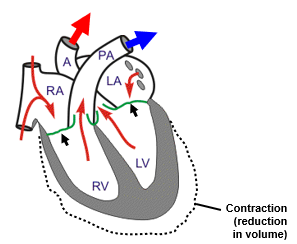 <p>The AV valves are closed</p><p>The aortic and pulmonary semilunar valves are open</p>