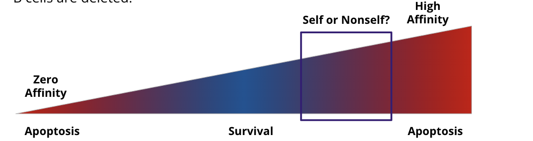 <ol><li><p>T cell negative selection is a sepctru = not all alutorective t cells are deleted</p></li><li><p>developing B cells do not se all self antigesn (bc in the bone marow you are not exposed to evrything) </p><ol><li><p>not all self reactive B cells are deleted</p></li></ol></li></ol><p></p><p></p>