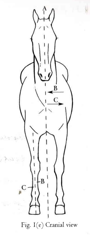 <p>B</p>