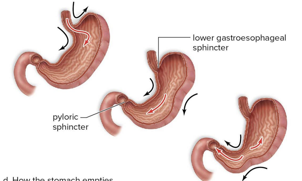 knowt flashcard image