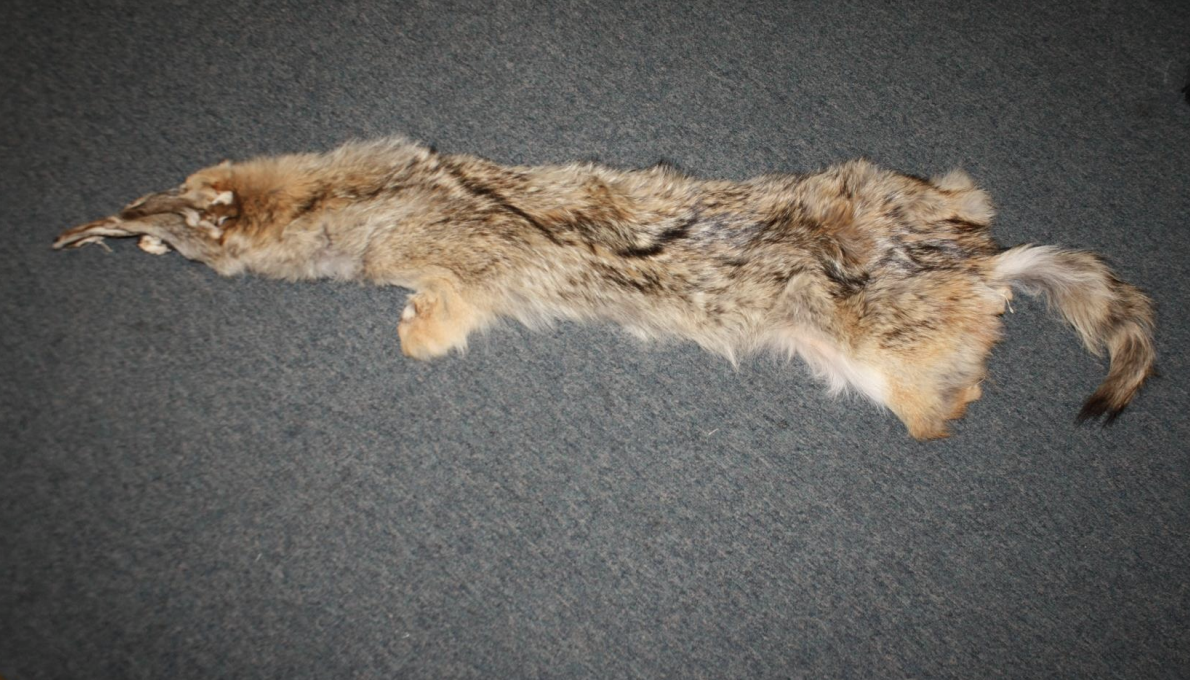 <p>Identify this fur</p>