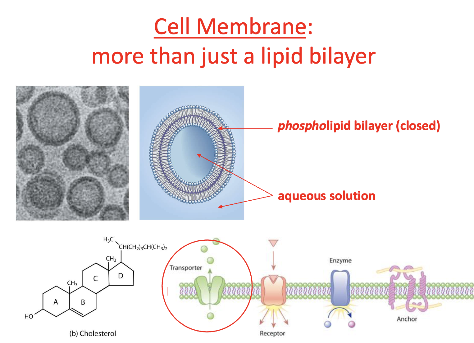 <p>influence attachment of proteins + fluidity</p>