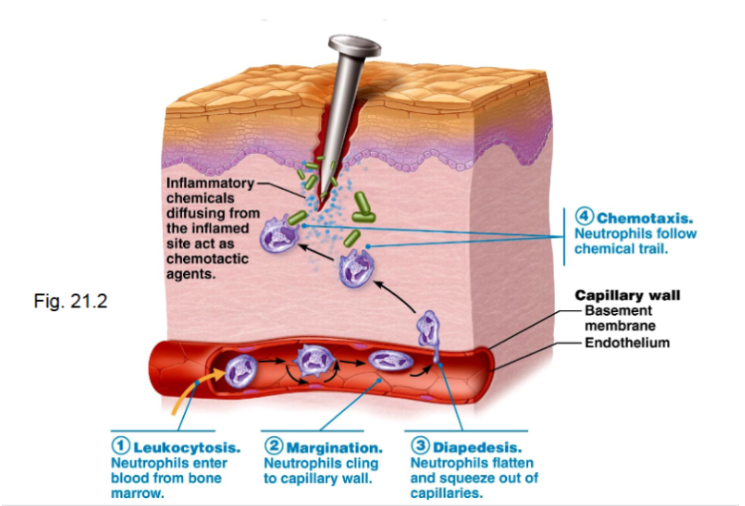 <p><span style="background-color: transparent;">Leukocytosis</span></p><ul><li><p><span style="background-color: transparent;">Increase in circulating white blood cells</span></p></li></ul><p><span style="background-color: transparent;">Margination</span></p><ul><li><p><span style="background-color: transparent;">Leukocytes adhere to capillary walls</span></p></li></ul><p><span style="background-color: transparent;">Diapedesis</span></p><ul><li><p><span style="background-color: transparent;">Leukocytes squeeze through capillary walls</span></p></li></ul><p><span style="background-color: transparent;">Chemotaxis</span></p><ul><li><p><span style="background-color: transparent;">Leukocytes follow chemical signals to the injury site</span></p></li></ul><p></p>