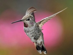 <p>What is the order, family, and species?</p>