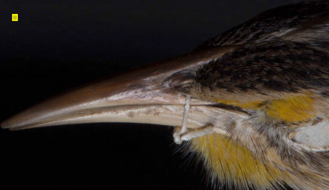<p>Icteridae (blackbirds, orioles)</p>