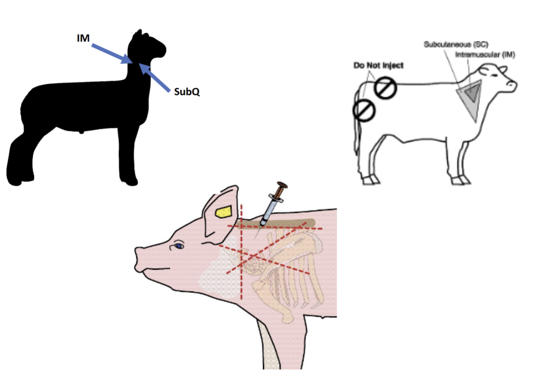 <ul><li><p>we don’t consume that part of the animal </p></li><li><p>not high value area. Not a lot of hide or meat </p></li><li><p>least risk to the animal, producers, and consumers</p></li></ul><p></p>