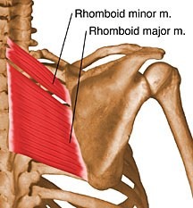 <p>Nuchal ligament and spinous processes of upper thoracic vertebrae.</p>