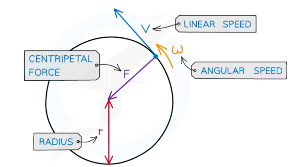 <p>Centripetal Force - The resultant force on an object that moves along a circular path. F = mv² / r = mω²r</p><p>Centripetal Acceleration - The acceleration experienced by an object moving in uniform circular motion. a = v² / r = ω²r</p>